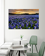 Obraz Modrá trvalka Modrica 1415